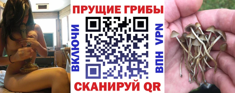 Псилоцибиновые грибы Psilocybine cubensis Пестово